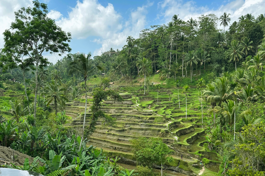Let’s spend a day in Ubud, Bali